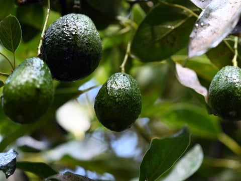 Avocados grow on trees in an orchard in the municipality of Ario de Rosales, Michoacan state, Mexico, on Sept. 21, 2023. Tariffs on Mexican imports would have a big effect on avocados in the U.S.