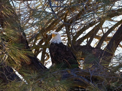 A female bald eagle in her nest near Lake Natoma on Jan. 14, 2025. A pair of eagles have laid their eggs at a nest by Lake Natoma in Folsom for years. Locals often gather along a pathway by Snowberry Way, located right by the water, to see the nest.