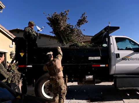 In much of the U.S., illegal cannabis outcompetes legal weed sold in licensed shops. Officers with the law enforcement division of the California Department of Cannabis Control confiscate unlicensed marijuana plants in Fairfield, Calif. on Jan 9.