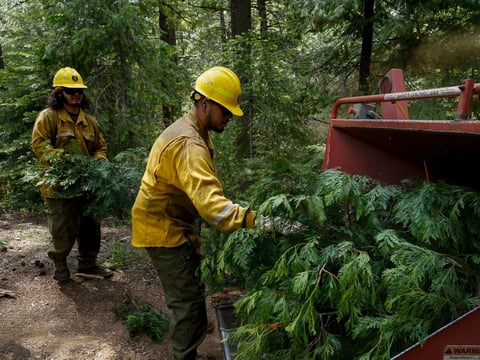 U.S. Forest Service crew members put tree branches into a wood chipper as they prepare the area for a prescribed burn in the Tahoe National Forest, June 6, 2023, near Downieville, Calif.