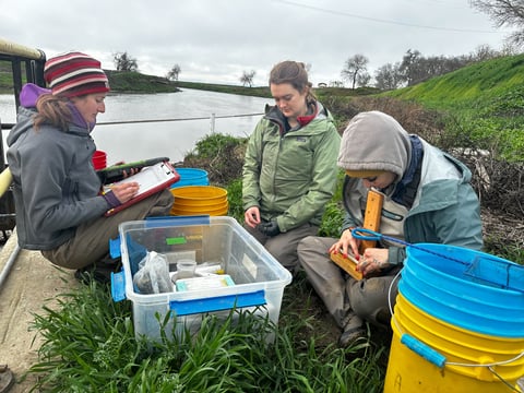 On Feb. 24, just under an hour north of Sacramento by the Sacramento River, Jennifer Kronk and field technicians Chloe Wagner and Vanya Delgado observed how baby salmon, called fry, grow in areas with or without water from area rice fields.