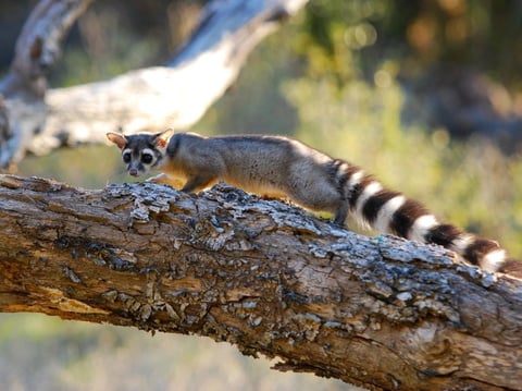 This ringtail was temporarily captured for research purposes under a Scientific Collecting Permit and then photographed after its release, which is why the nocturnal animal is pictured here in the daytime.