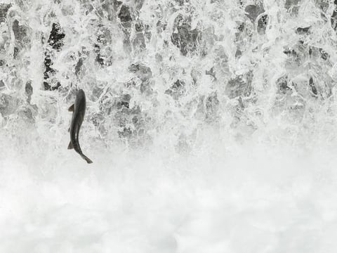Fall-run Chinook salmon migrate and spawn in the Feather River near state infrastructure and the Feather River Fish Hatchery in Oroville, on Oct. 28, 2024.