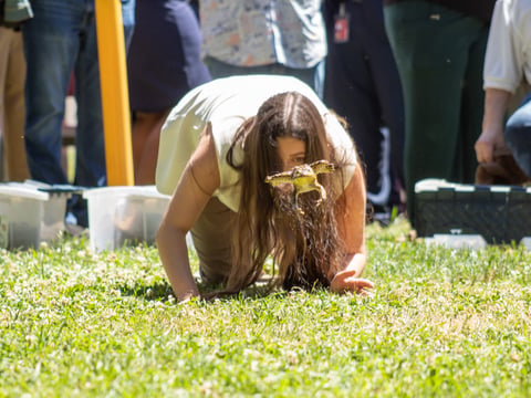 A frog leaps onto the Capitol lawn during the annual frog jump competition celebrating the beginning of fair season in California. May 6, 2025.