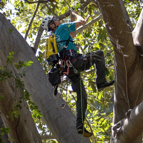 Tree climbing champion Jacob Claasson participates in the Masters’ competition at the Western Chapter ISA’s 2024 Tree Climbing Competition in Santa Barbara.