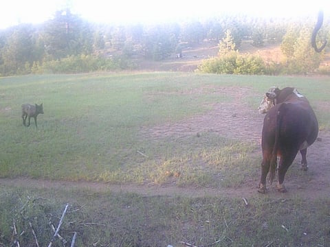 A gray wolf from the Lassen Pack approaches a bull in Plumas County. June 2023