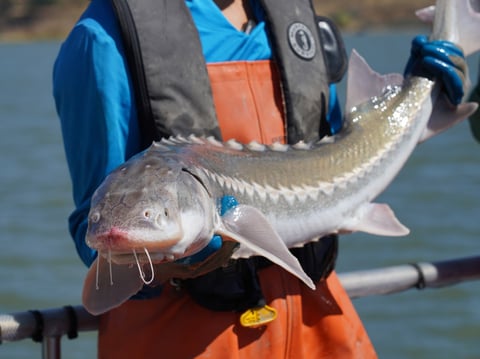 Recent results from white sturgeon monitoring surveys by the California Department of Fish and Wildlife (CDFW) suggest the white sturgeon (Acipenser transmontanus) population has continued to decline.