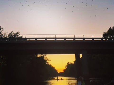 A small group of paddlers led by Wild Spirit Recreation watch bats leave their roost during a recent sunset tour at the Cosumnes River Preserve.