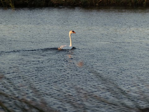 A bill pending in the California Legislature would allow landowners and hunters to shoot invasive mute swans like this one seen recently in the Grizzly Island Wildlife Area near Fairfield. Photo by Miguel Gutierrez Jr., CalMatters