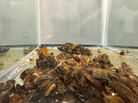 Golden mussels in a tank at the Invasive Species Corporation.