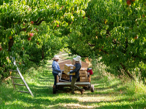 Peaches being harvested at Twin Peaks Orchards in Newcastle, Placer County.
