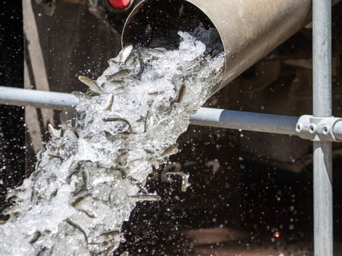 In this photo provided by the California Department of Fish and Wildlife, a hatchery truck unloads juvenile Chinook salmon from the Iron Gate Fish Hatchery, Siskiyou County, Calif., into the Fall Creek facility on July 7, 2021.