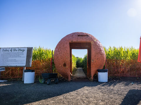 The entrance to the Cool Patch Pumpkins corn maze. October 10th, 2025.