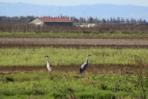 Two sandhill cranes stand at the Woodbridge Ecological Reserve near Lodi on Nov. 8, 2025.