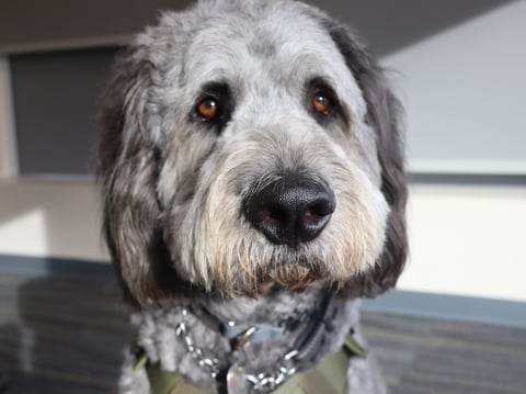 Duke is a Newfoundland Doodle mix therapy dog at Sacramento State. He works in the Student Health Counseling and Wellness Services.