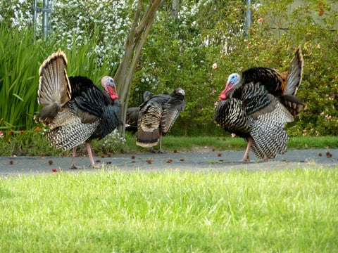 Wild turkeys in Fair Oaks.