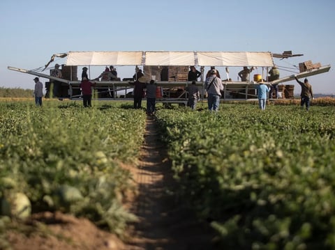 Farmworkers harvest melons behind a tractor on a melon farm outside of Firebaugh on Sept. 11, 2025.