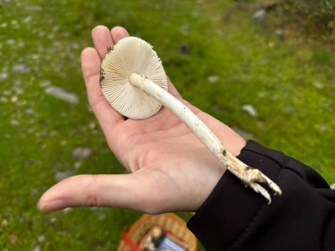 President of Sacramento Area Mushroomers Jim Adams holds a death cap mushroom found in Fair Oaks on Dec. 16, 2025.
