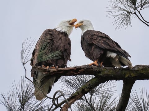 Bald eagles Mama and Papa sit on a branch at the Folsom Lake Recreational Area.