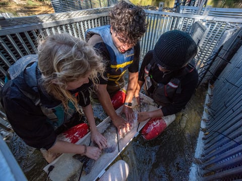 UC Davis undergraduates handle and process Chinook salmon in Putah Creek.