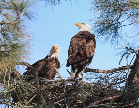 Bald Eagles Mama and Papa in their finished nest in Lake Natoma on Thursday, February 2026.