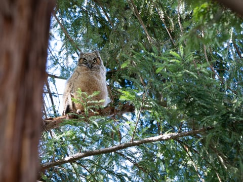 A fledgling great horned baby owl popped up at Sacramento State in late February near Placer Hall. There are actually two fledglings.