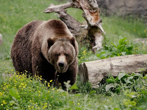 FILE - In this May 26, 2020, file photo, a grizzly bear roams an exhibit at the Woodland Park Zoo,