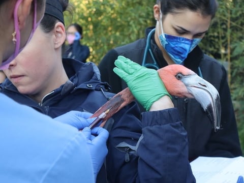 A flamingo gets its blood drawn during its annual health exam Thursday March 12, 2026 at the Sacramento Zoo.