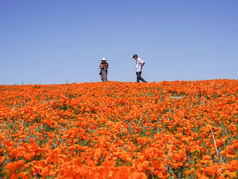 Visitors walk on a hilltop over a field of blooming flowers near the Antelope Valley California Poppy Reserve, Monday, April 10, 2023, in Lancaster, Calif.