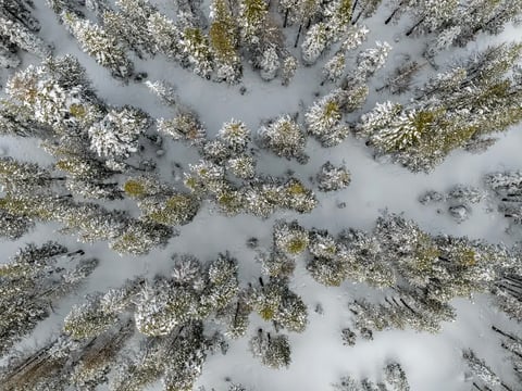 An aerial view of snow-capped trees after a winter snowstorm near Soda Springs on Feb. 20, 2026.