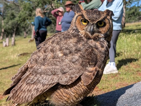 Walter, a four-year-old great horned owl, is one of three birds still missing after a break-in at West Coast Falconry on April 17. Owner Kate Marden has had Walter since he was two days old and says he has no survival skills in the wild.