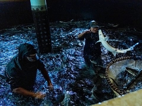 Workers at the Sterling Caviar farm in Elverta, CA throw white sturgeon into a net to transfer them to another tank on Friday, May 22, 2026.