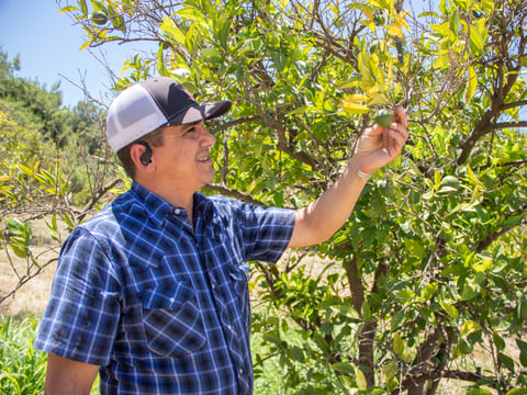Yolo County farmer Stephen Gordon shows a citrus tree Monday, June 29, 2026, at Cadena Farm in Esparto.