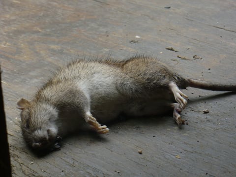 This photo taken June 6, 2009 shows a dead rat on a porch at a Silver Spring, Md., home. The homeowner had bait boxes filled with rat poison stationed around her yard. (AP Photo/Sharon Theimer)