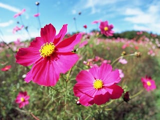 Cosmos flowers under a blue sky