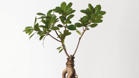 Caroline Shaw, Let the Soil Play Its Simple Part