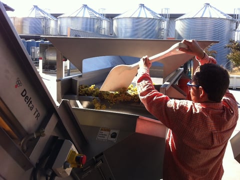 Undergrad Joseph Belsky shovels grapes out of a container at the U.C. Davis winery.