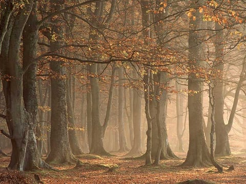 The Forest -- beautiful, silent, mysterious...