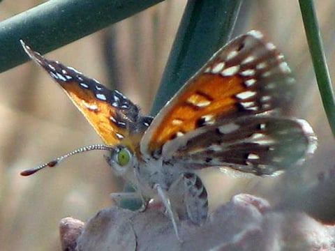 Lange's Metalmark Butterfly, which is found exclusively in the Antioch Dunes National Wildlife Refuge, is the beneficiary of the work being done to restore the dunes.  