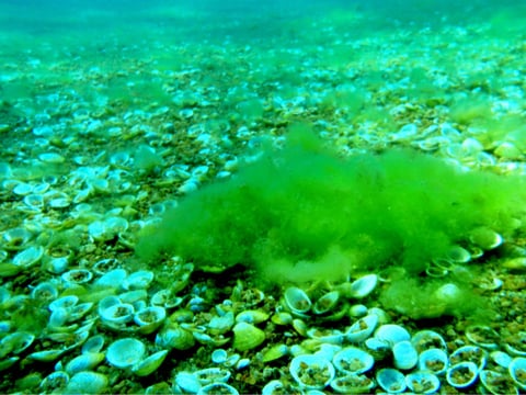 Asian clams (Corbicula fluminea) are becoming a concern in Lake Tahoe, where they are considered an invasive species. A clam bed is shown.
