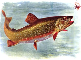 Color plate of a brook trout from the book, American Fishes, by Goode and Gill (1903)