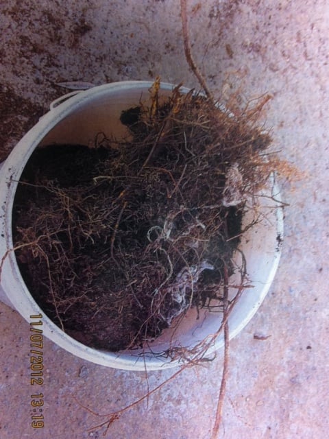 This root ball was pulled out of a City of Sacramento sewer line in November 2012.