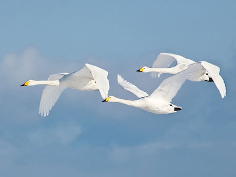 Swans in flight -- a major inspiration for composer Jean Sibelius