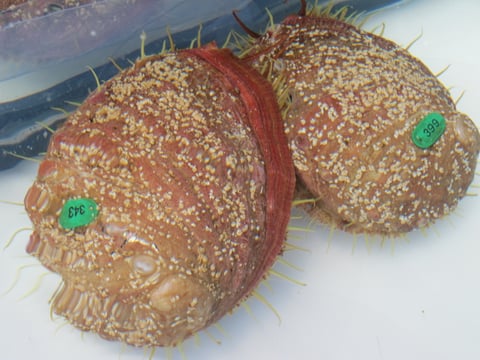 Two mature white abalone at UC Davis Bodega Marine Laboratory