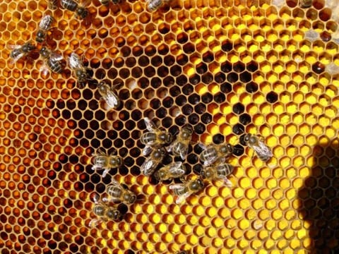 honeybeehavens.com