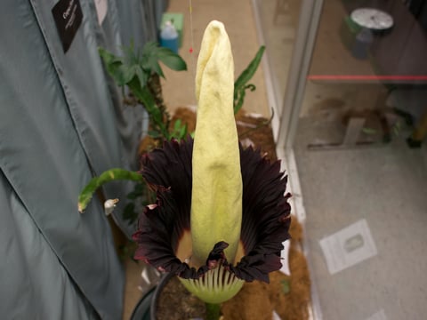The corpse flower at Sacramento State blooms for just 72 hours every 10 to 20 years.
