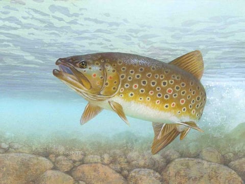 Brown trout by Timothy Knepp, created for the U.S. Fish & Wildlife Service