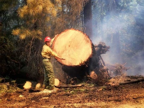 Large tree blocked the FS60 Road on the South Complex Fire. Photo posted on InciWeb.gov site on Tuesday, Aug. 11, 2015.