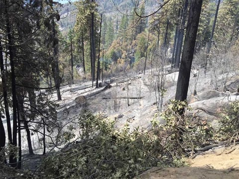 View of a portion of the burn area on the Willow Fire. Photo uploaded to InciWeb.gov site on Aug. 6, 2015. The fire was fully contained on Wednesday, Aug. 12, 2015.