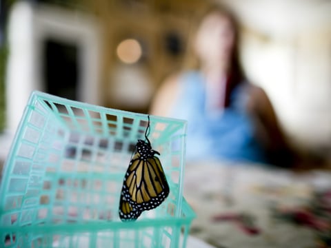 In this Wednesday, Aug. 19, 2015 photo, Anya Shortridge sits behind a monarch butterfly, newly emerged from a chrysalis, on a fruit basket in her living room in San Diego. 